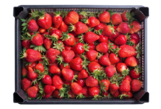 Bandeja De Frutillas Frescas (6 kg aprox)